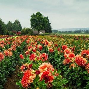 Meet your Posher, Sherry